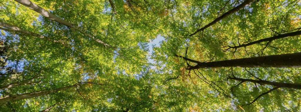 forêt de production bois français